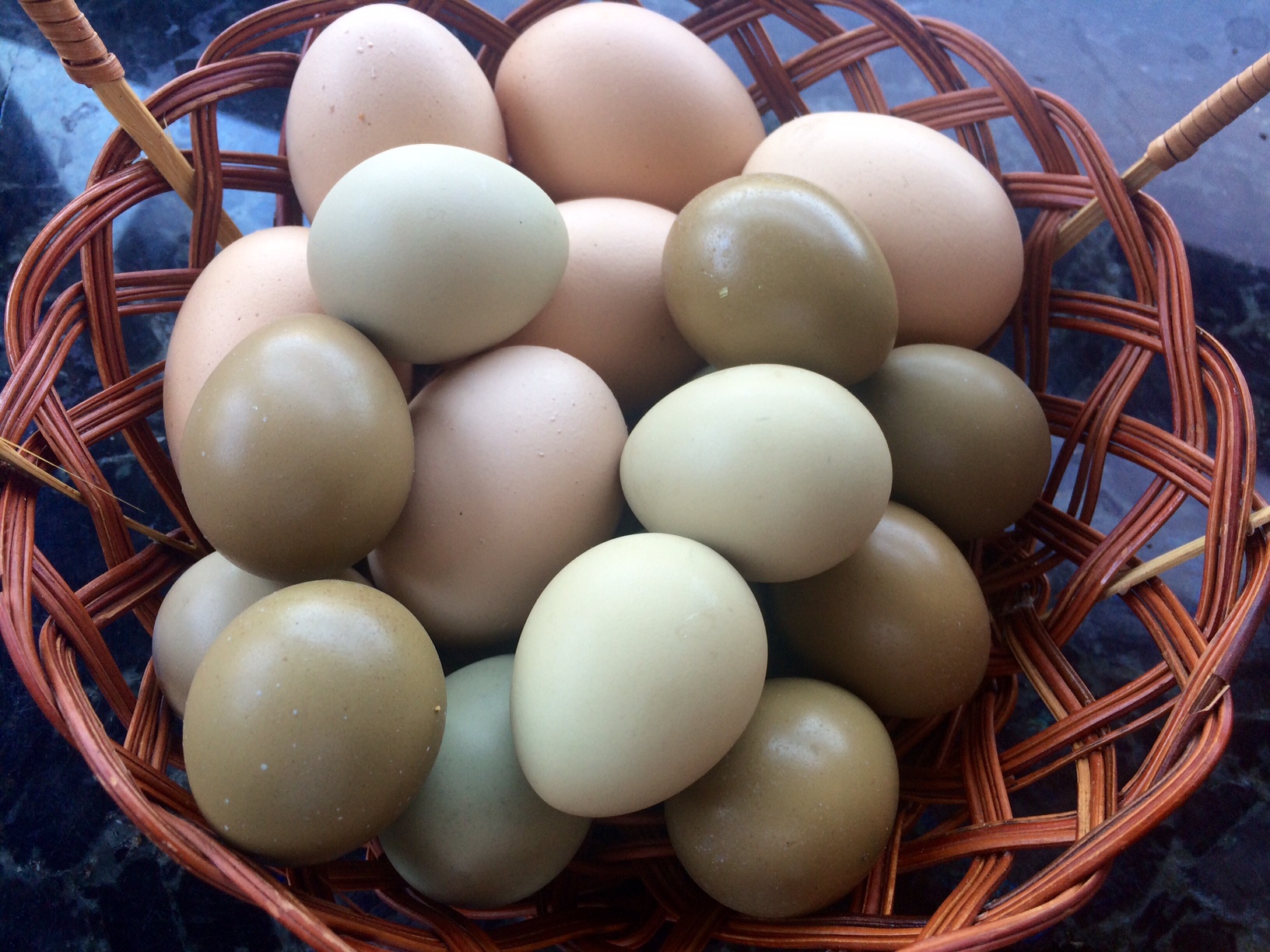 Инкубационное яйцо фазана купить. Фазаньи яйца. Яйцо фазана. Инкубационное яйцо. Яйцо фазана инкубационное.
